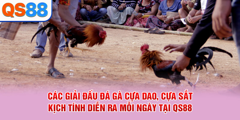 Đá Gà QS88 - Sảnh Cược Live Trực Tiếp Đỉnh Cao 2026 - TAXO.TOP
