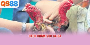 Đá Gà QS88 - Sảnh Cược Live Trực Tiếp Đỉnh Cao 2026 - TAXO.TOP