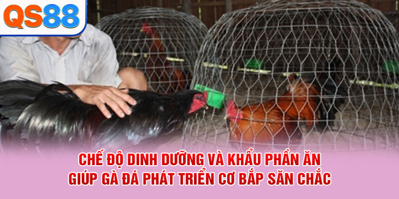 Cách Chăm Sóc Gà Đá - Bí Quyết Duy Trì Thể Lực Và Sức Khỏe - TAXO.TOP