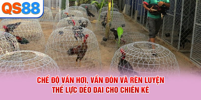 Cách Chăm Sóc Gà Đá - Bí Quyết Duy Trì Thể Lực Và Sức Khỏe - TAXO.TOP