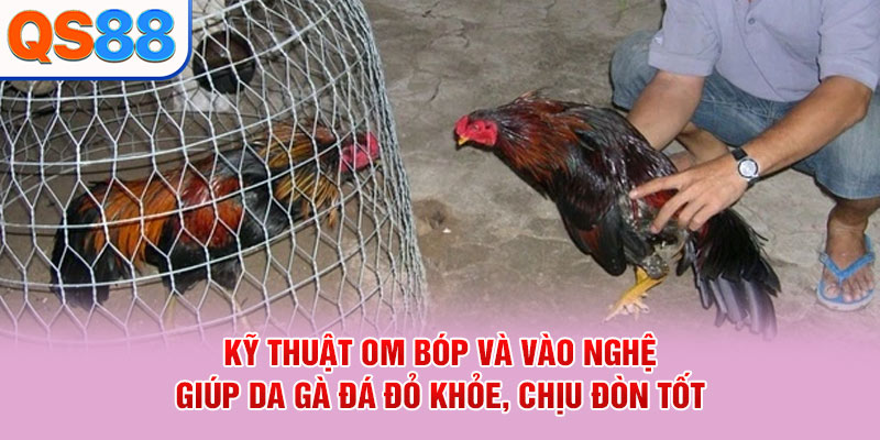Cách Chăm Sóc Gà Đá - Bí Quyết Duy Trì Thể Lực Và Sức Khỏe - TAXO.TOP