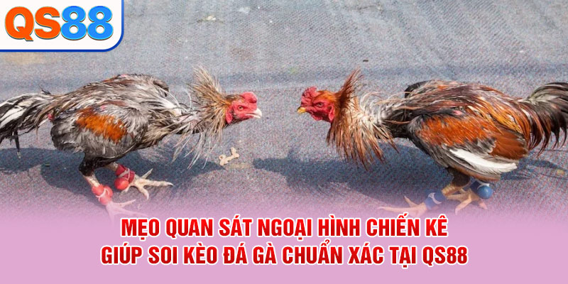 Đá Gà QS88 - Sảnh Cược Live Trực Tiếp Đỉnh Cao 2026 - TAXO.TOP