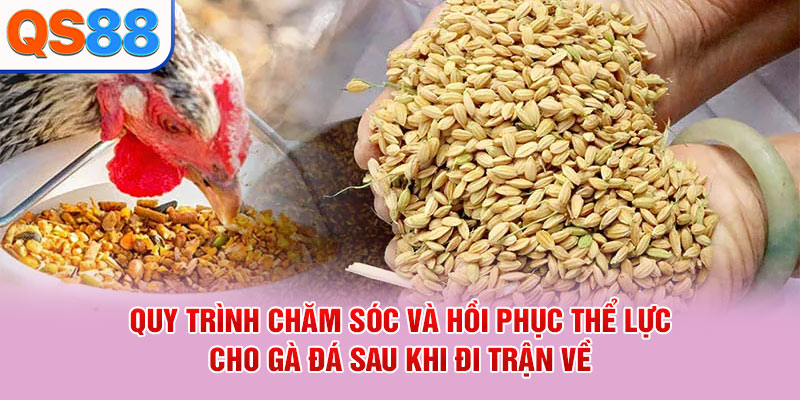 Cách Chăm Sóc Gà Đá - Bí Quyết Duy Trì Thể Lực Và Sức Khỏe - TAXO.TOP