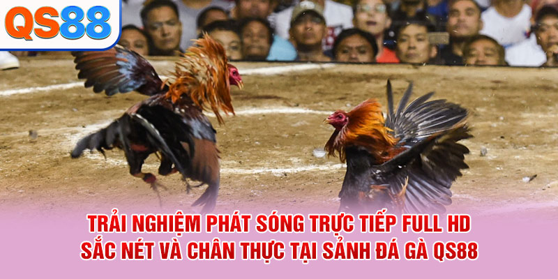 Đá Gà QS88 - Sảnh Cược Live Trực Tiếp Đỉnh Cao 2026 - TAXO.TOP